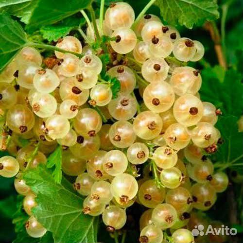 Смородина белая, красная, черная саженцы