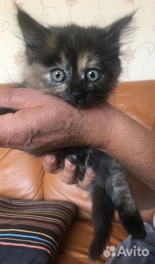 Отдам котенка в добрые руки