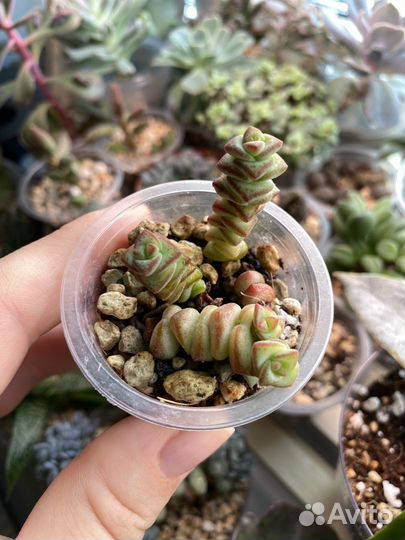 Суккуленты (обновлено)