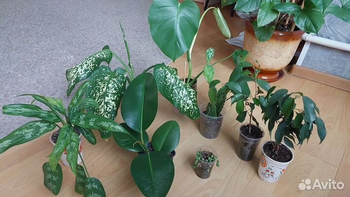 Комнатные растения