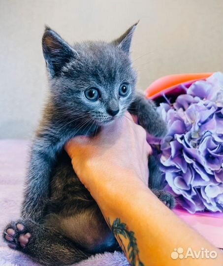 Котёнок девочка от шотландской кошки