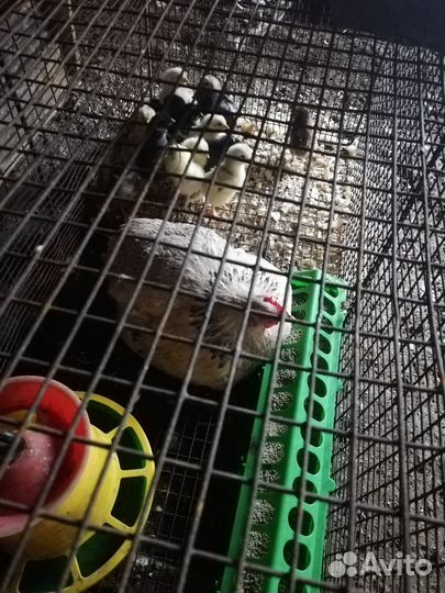 Курица с цеплятами