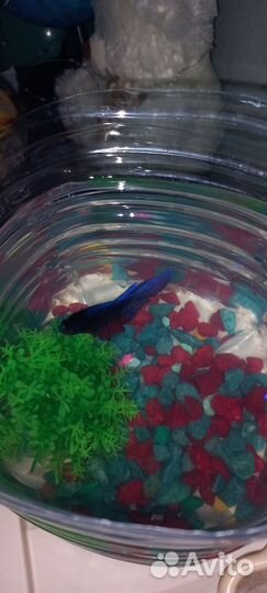 Рыбка петушок самка