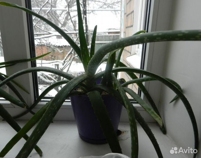 Алоэ (столетник) лекарственный