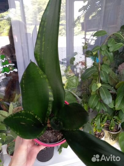 Сансевиерии