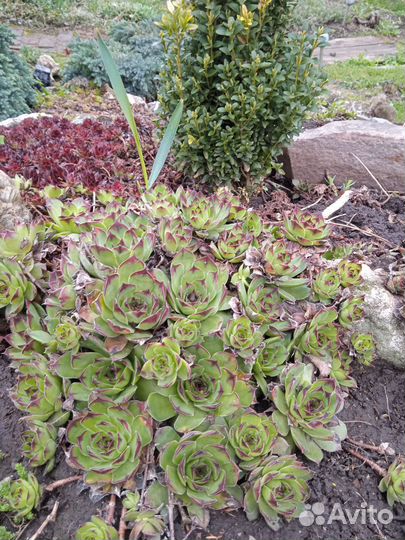 Молодило(каменная роза)