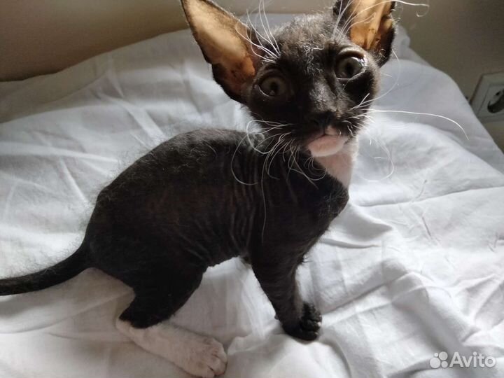 Мальчик (сфинкс)