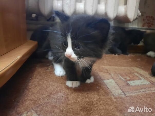 Отдам маленьких очаровашек