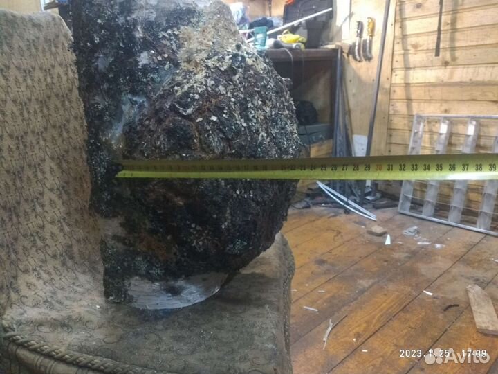 Кап-сувель березовый