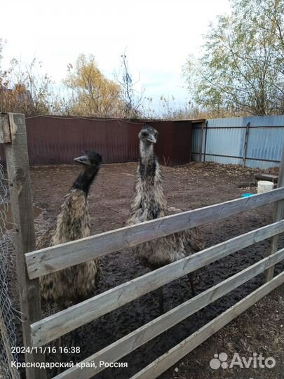 Страусы эму