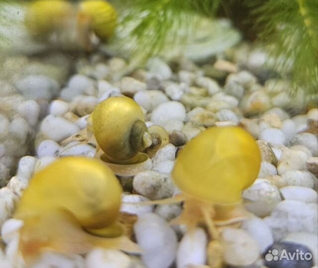 Улитки аквариумные