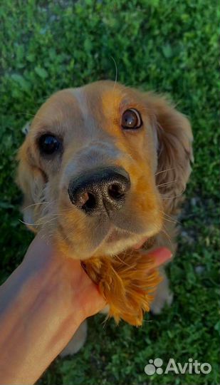 Кокер спаниель