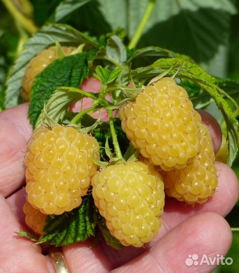 Саженцы малины