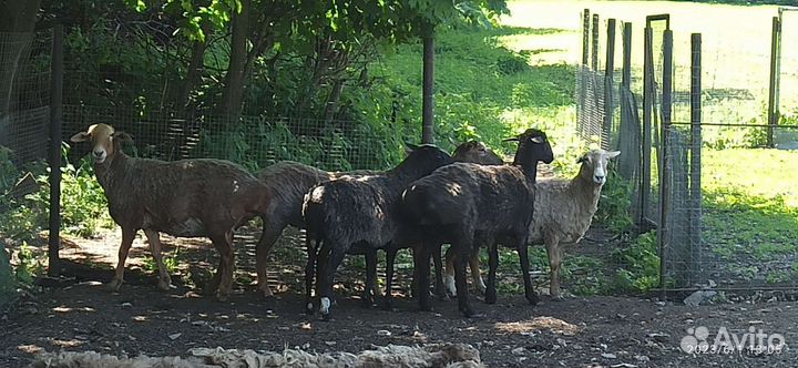 Курдючные овцы