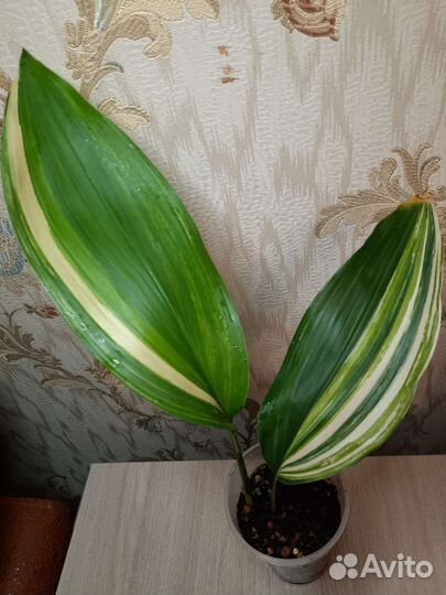 Аспидистра вариегатная