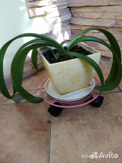 Гиппеаструм