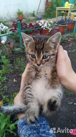 Котята в добрые руки бесплатно