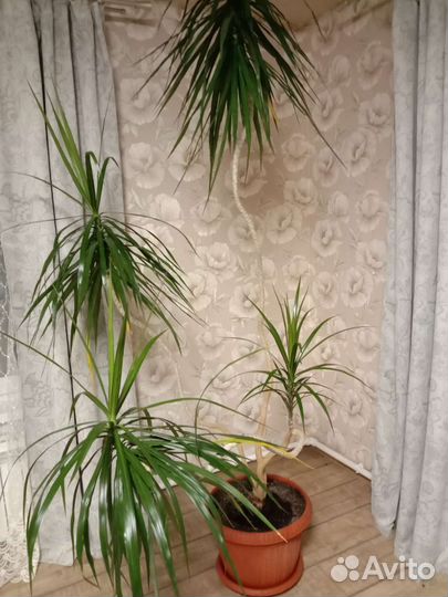 Драцена маргината