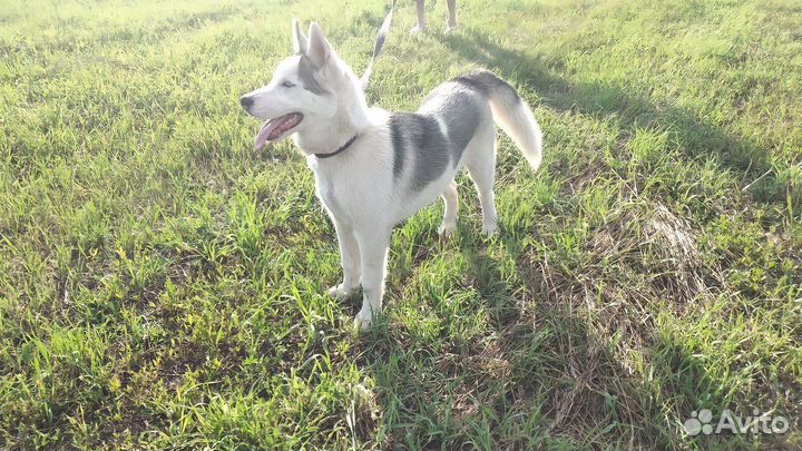 Сибирский хаски
