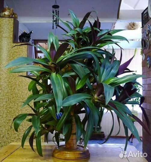 Комнатные цветы