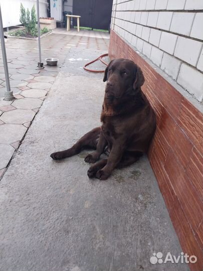 Лабрадор