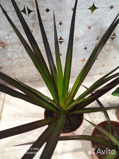 Драцена Магента тёмно-красная комнатные цветы