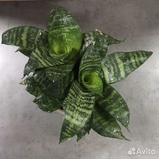 Сансевиерия ханни