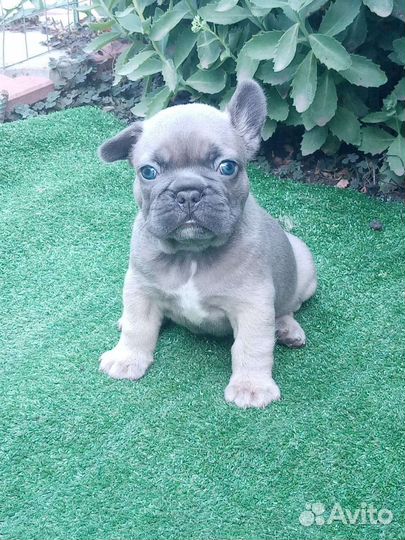 Детки французский бульдог