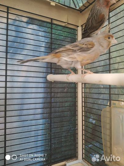 Кенара и канарейки