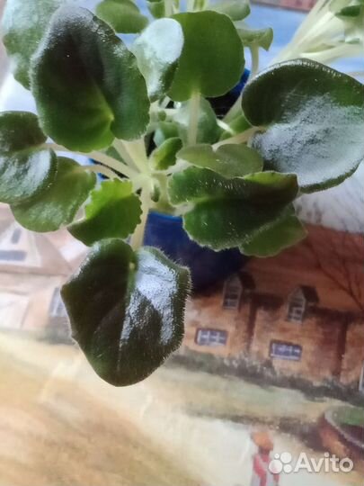 Детки сортовых фиалок