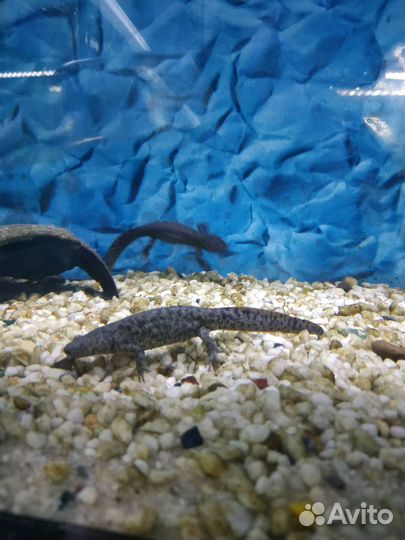 Аквариумные рыбки