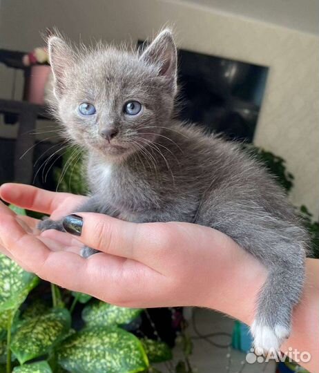 Котёнок мальчик в добрые руки