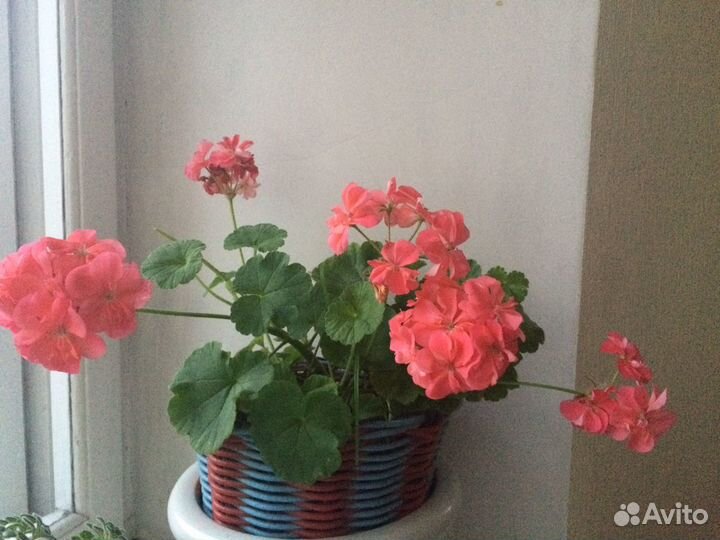 Пеларгония герань