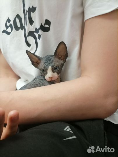 Канадский сфинкс котенок
