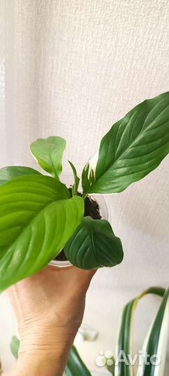 Спатифиллум Пикассо