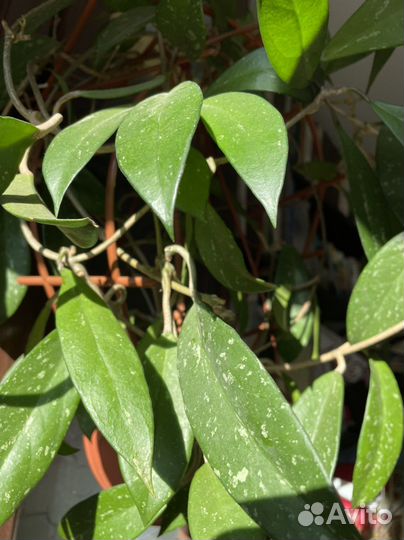 Хойя взрослая