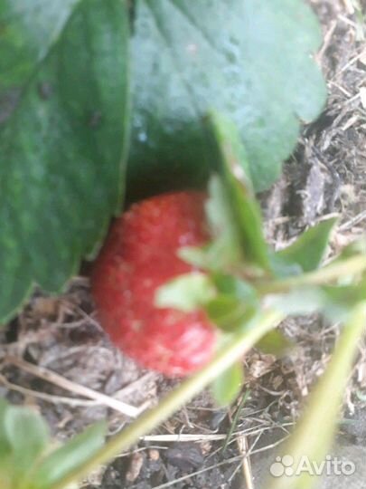 Рассада клубники