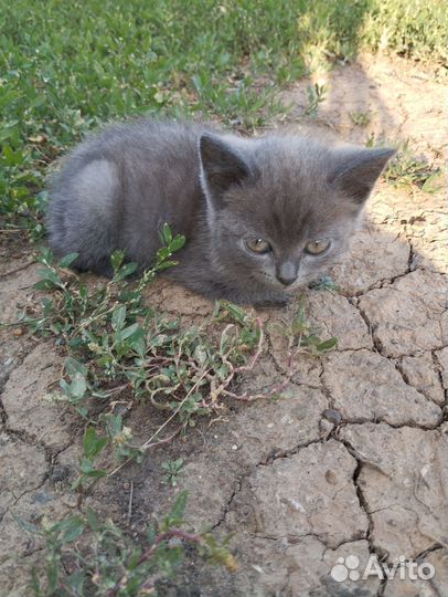 Полу британцы