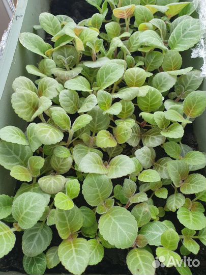 Детки Глоксиний махровых