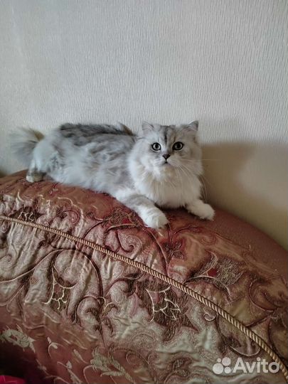 Кот на вязку