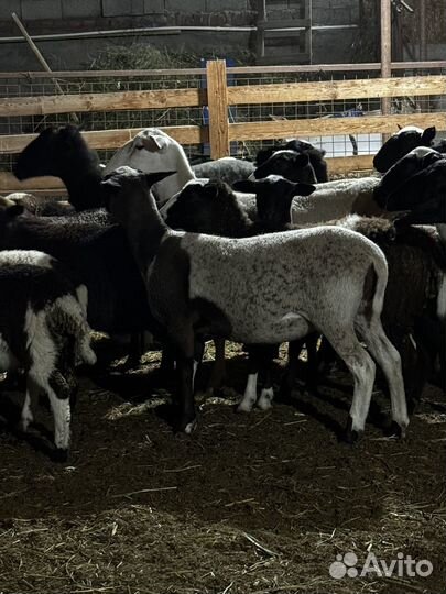Овцы ягнята дорпер
