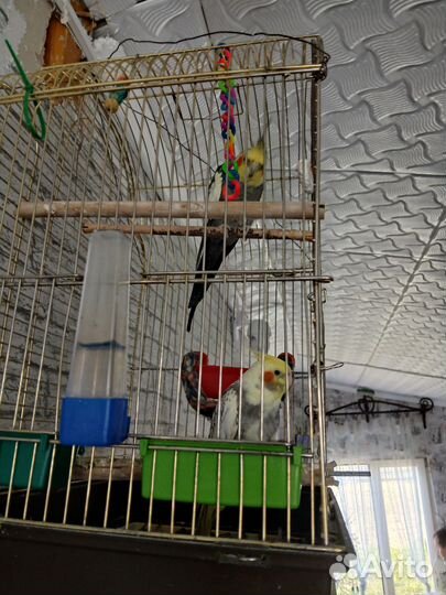 Попугаи Кореллы