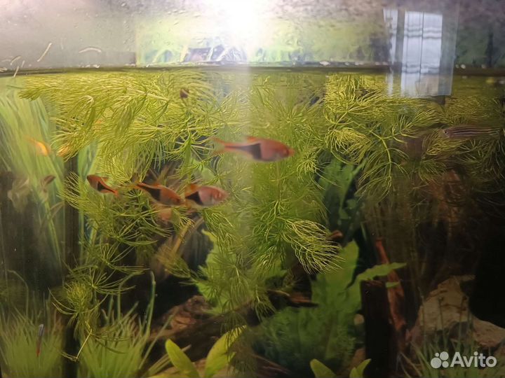 Аквариум 60л