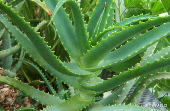 Продаются растения