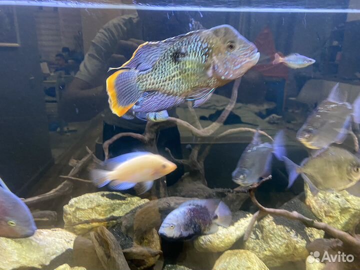 Аквариумные рыбы бесплатно