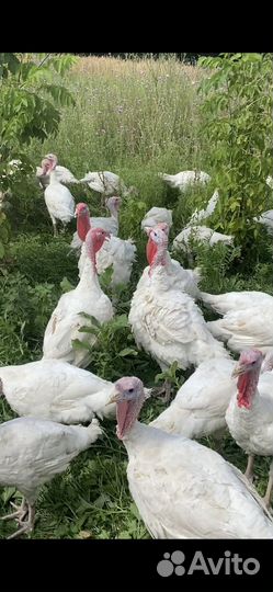 Индюки биг 6