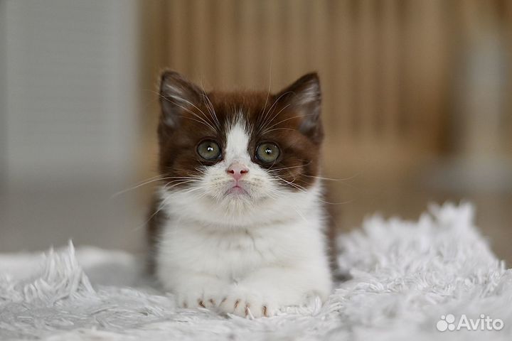 Ласковый британец