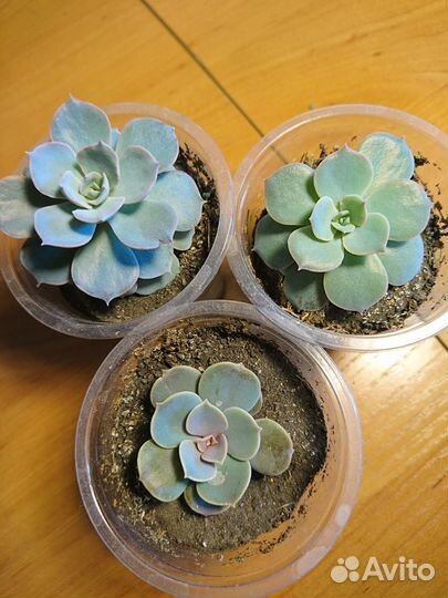 Суккуленты для флорарума, суккулентных садиков