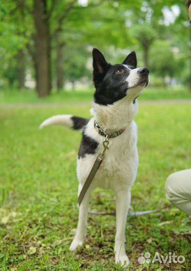 Собака из приюта в добрые руки