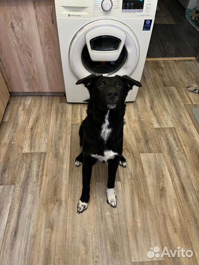 Собака в добрые руки отдам бесплатно